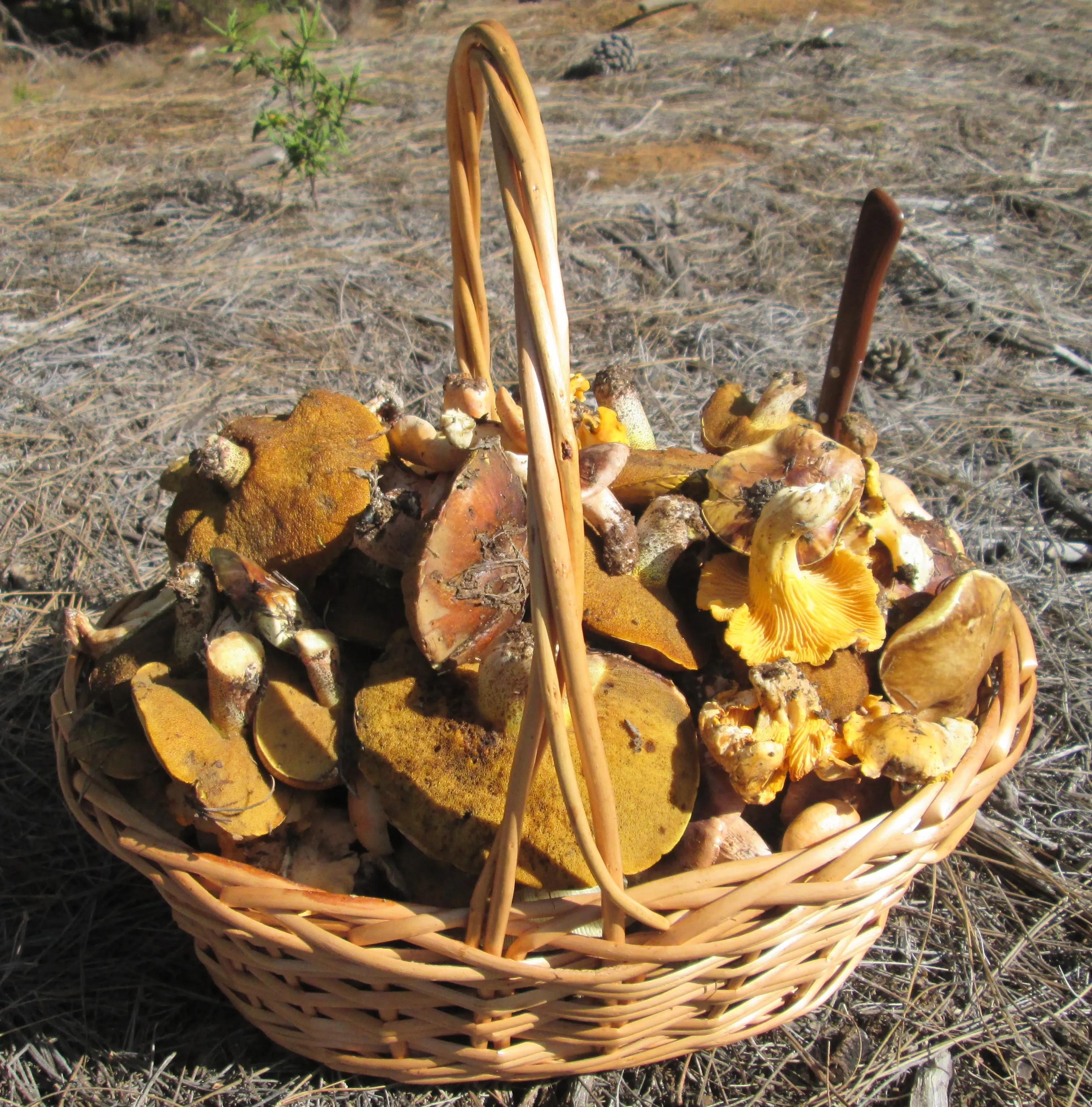 Setas recogidas en el monte